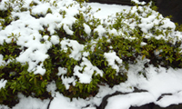 平成22年2月2日の朝、雪が積もっていました。