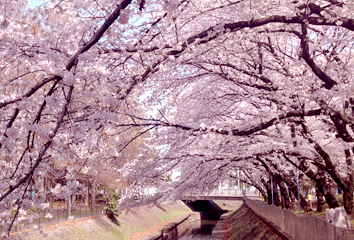 2015年4月桜の写真